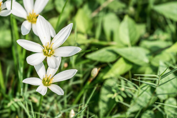 A few white flowers on the background of green leaves (Peruvian swamp lily)