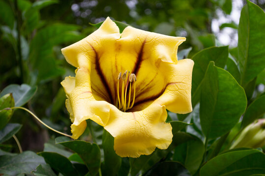 a yellow flower solandra maxima in nature