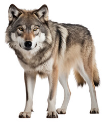 Obraz premium PNG Mammal animal coyote wolf.