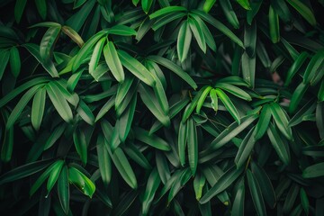 A close up of green leaves on a plant. The leaves are very thick and green, and they are arranged in a way that creates a sense of depth and texture. The image conveys a feeling of growth and vitality