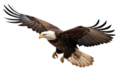 Obraz premium PNG A bald eagle flying animal bird.