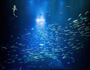 Shark and many other fish swimming in a giant water tank with a sunken ship
