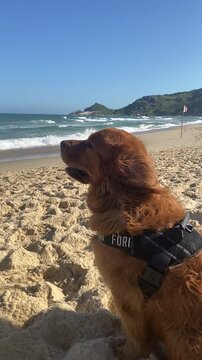 Cachorro na praia
