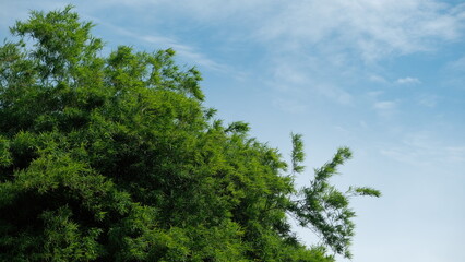 Lush green tree branches against a clear blue sky, perfect for nature and environmental themes.