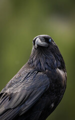 Close-up of a crow looking at the camera