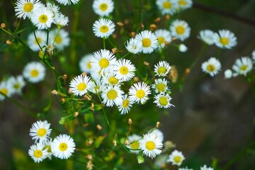 Drobne białe kwiaty © Adam