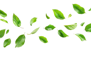 PNG  Fresh green leaves on white
