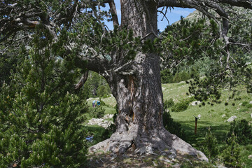 Fototapeta premium Árbol Pino milenario en la montaña de los Pirineos en España