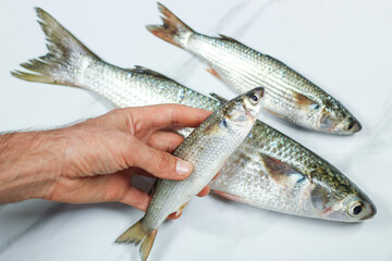 A man hold raw mullet fishes with hand on a marble kitchen counter. Top view.