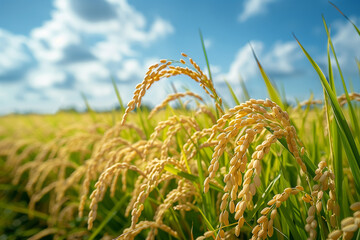 Rice fields overlooking the sky, rice fields ripening with golden rice.