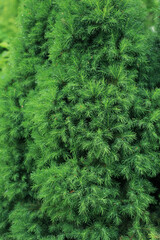 Small needles on branches of Canadian Conica close up