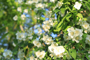 Fototapeta premium Bushes of blooming scented philadelphus coronarius in the spring garden