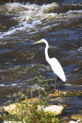 White Egret Shore Bird On Rock In River