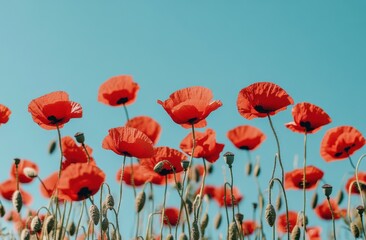 field of vibrant red poppies under the clear blue sky