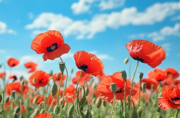 Obraz premium field of vibrant red poppies under the clear blue sky