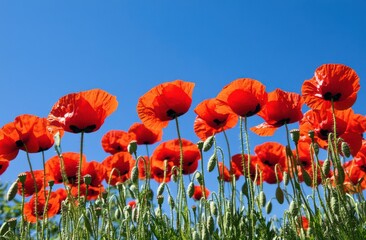 field of vibrant red poppies under the clear blue sky