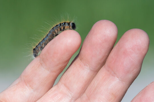 An Eastern tent caterpillar crawls over a man's fingers in the Kawartha Lakes area of Ontario, Canada.