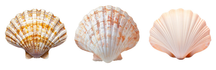 Obraz premium Seashell png cut out element set