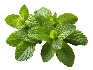 fresh green mint leaves, isolated