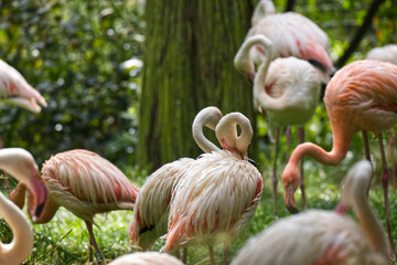 Group of posing flamingos in grea area clean feathers with the beak
