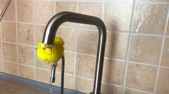 A domestic yellow parrot plays with a stream of water.