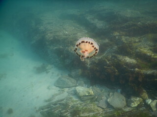 Jellyfish over the reef 