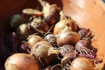 onions on a market stall