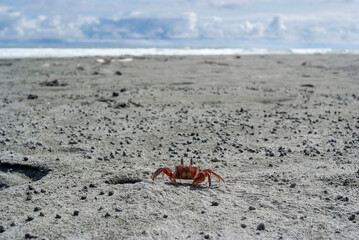 Cangrejo en la playa