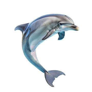 Beautiful dolphin is jumping out of water on a white background