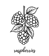 Hand drawn raspberry. Black and white vector illustration.