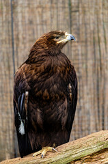 Steppe eagle, symbol of freedom, bird of prey