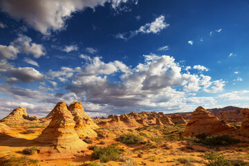 Obraz premium South coyote