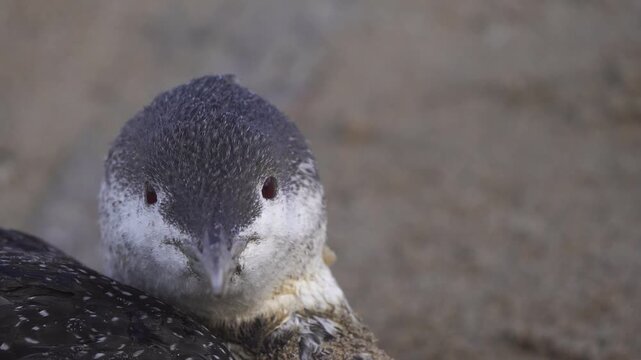 A red-throated loon (North America) or red-throated diver (Britain and Ireland) (Gavia stellata) sitting on the beach. This bird is an oil victim.