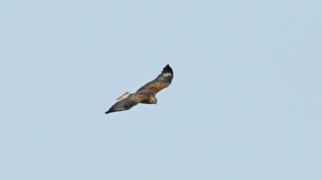 Long-legged Buzzard - Buteo rufinus