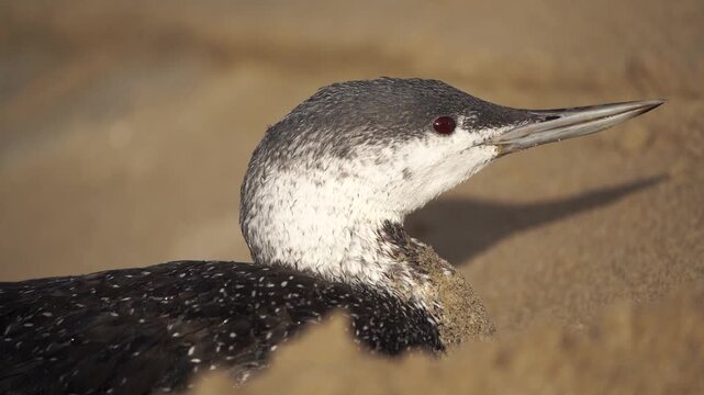 A red-throated loon (North America) or red-throated diver (Britain and Ireland) (Gavia stellata) sitting on the beach. This bird is an oil victim.