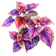 Watercolor vector of coleus, isolated on a white background, coleus vector