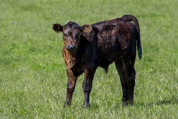 Brown cow in the meadow