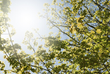 leaves, branch and sun