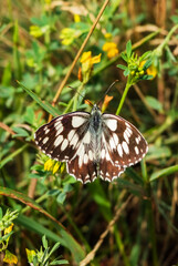 Butterfly Melanargia galathea (the marbled white) sits on the grass on a summer day. Beautiful insect in the meadow. Soft Selective Focus