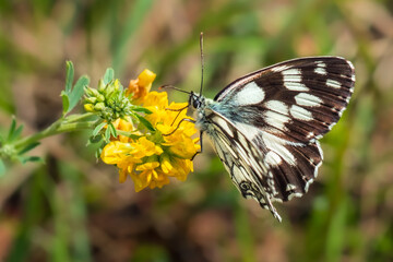 Butterfly Melanargia galathea (the marbled white) sits on a yellow wildflower. A beautiful insect with black and white wings on a meadow. Soft Selective Focus