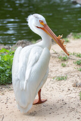 White pelican with orange beak standing on the shore of water