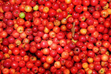 Acerola (Malpighia punicifolia), Barbados cherry, sold at Aracajú Market Place., Sergipe, Brazil, 2018