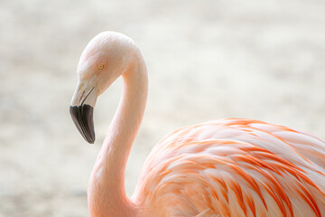 Close up of pale pink flamingo with white background