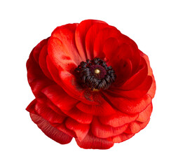 Red flower on white background For design. Close-up. Nature.