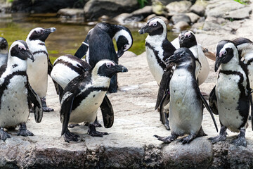 Obraz premium Colony of penguins on the background of rocks