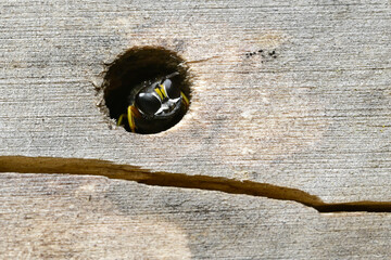 Grabwespe // Square-headed wasp (Ectemnius spec. / Ectemnius cf. continuus) in einem Insektenhotel