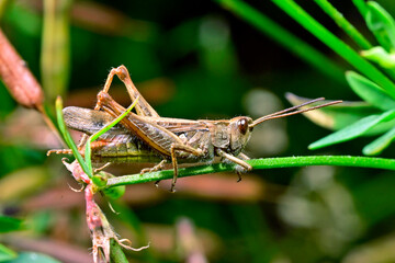Nachtigall-Grashüpfer // Bow-winged grasshopper (Chorthippus biguttulus)