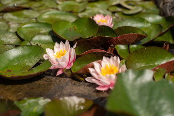 Nymphaea lotus flower in water pond. Flowering plant of the family Nymphaeaceae.