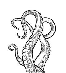 Fototapeta premium Tentacles of octopus, hand drawn collection of illustrations. Black and white engraving style drawings. Tentacle straight and with rings in different angles.