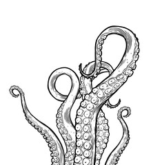 Tentacles of octopus, hand drawn collection of illustrations. Black and white engraving style drawings. Tentacle straight and with rings in different angles. © Very Well Studio